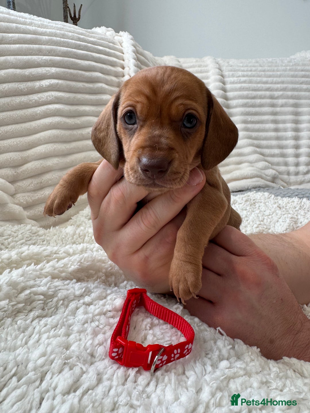 Dachshund dogs for sale: Beautiful Standard Dachshund Puppies - Advert 9