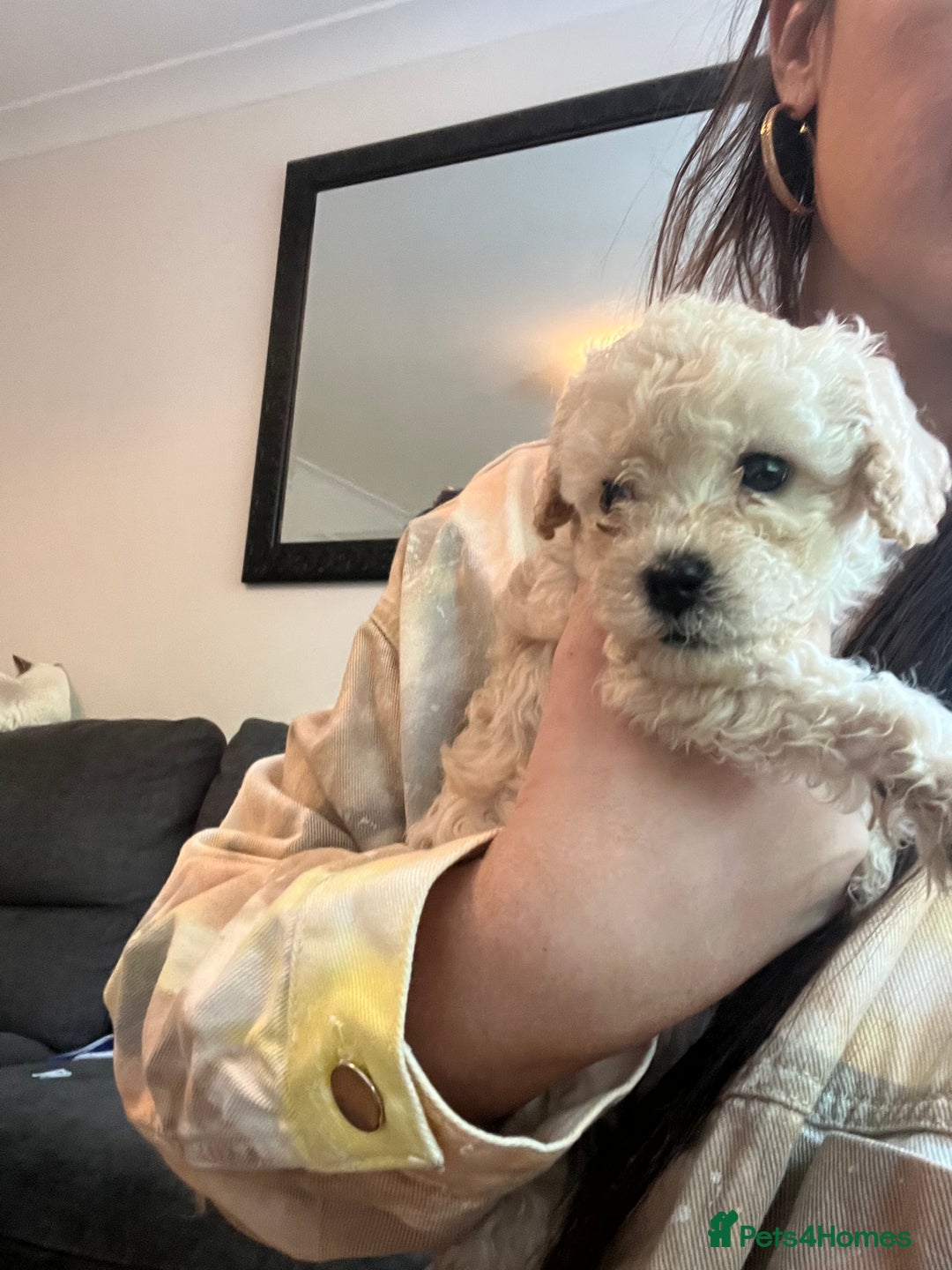 Cavapoo dogs for sale: Stunning Cavapoo puppies - Image 15