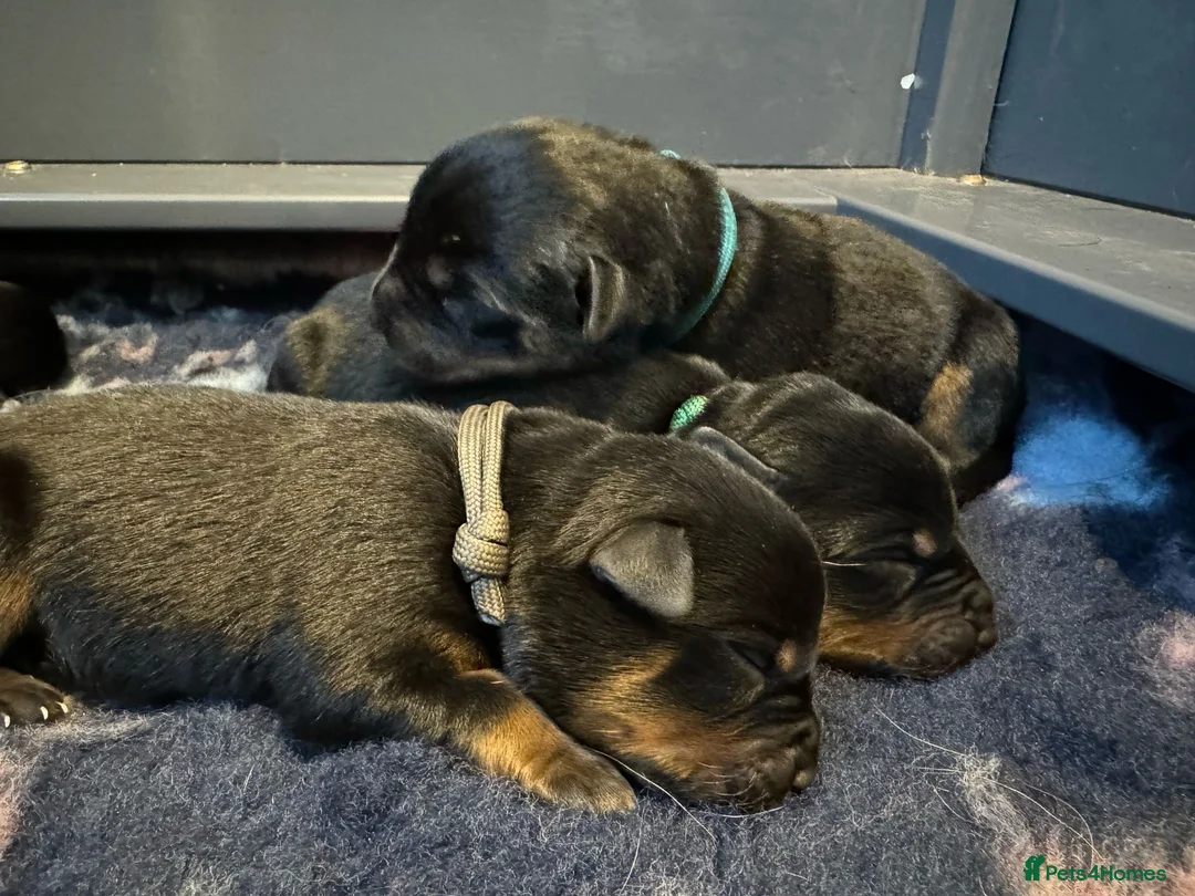Rottweiler dogs for stud: KC REGISTERED ROTTWEILER in Worcester - Advert 10