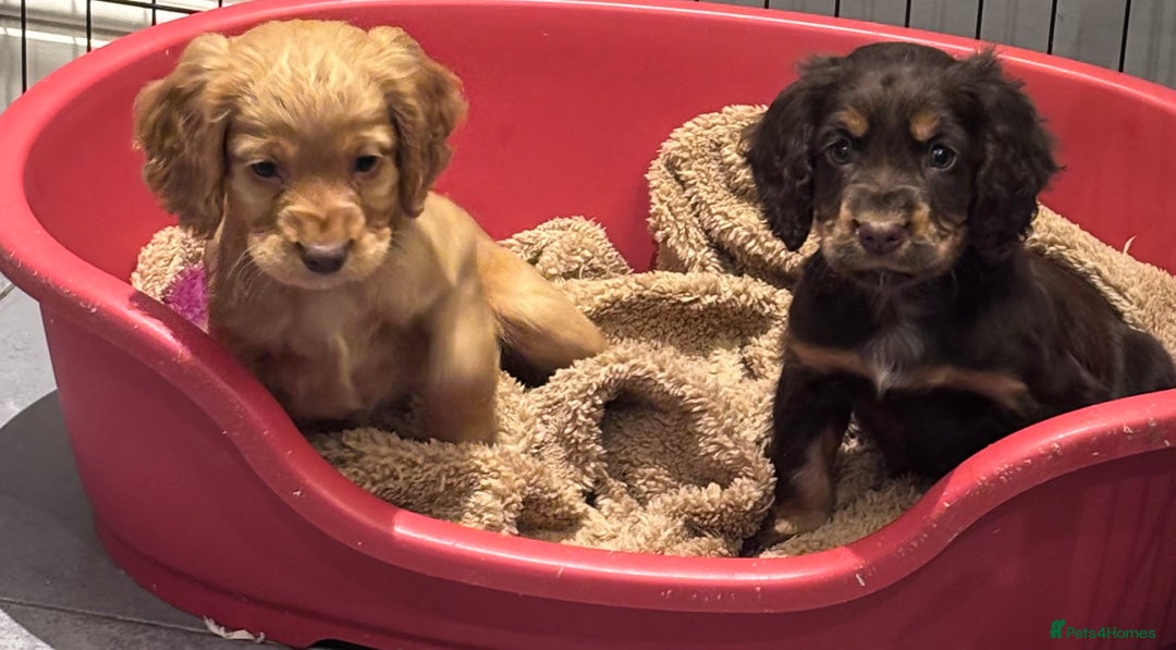 Cocker Spaniel dogs for sale: Working cocker spaniel now ready - Advert 10