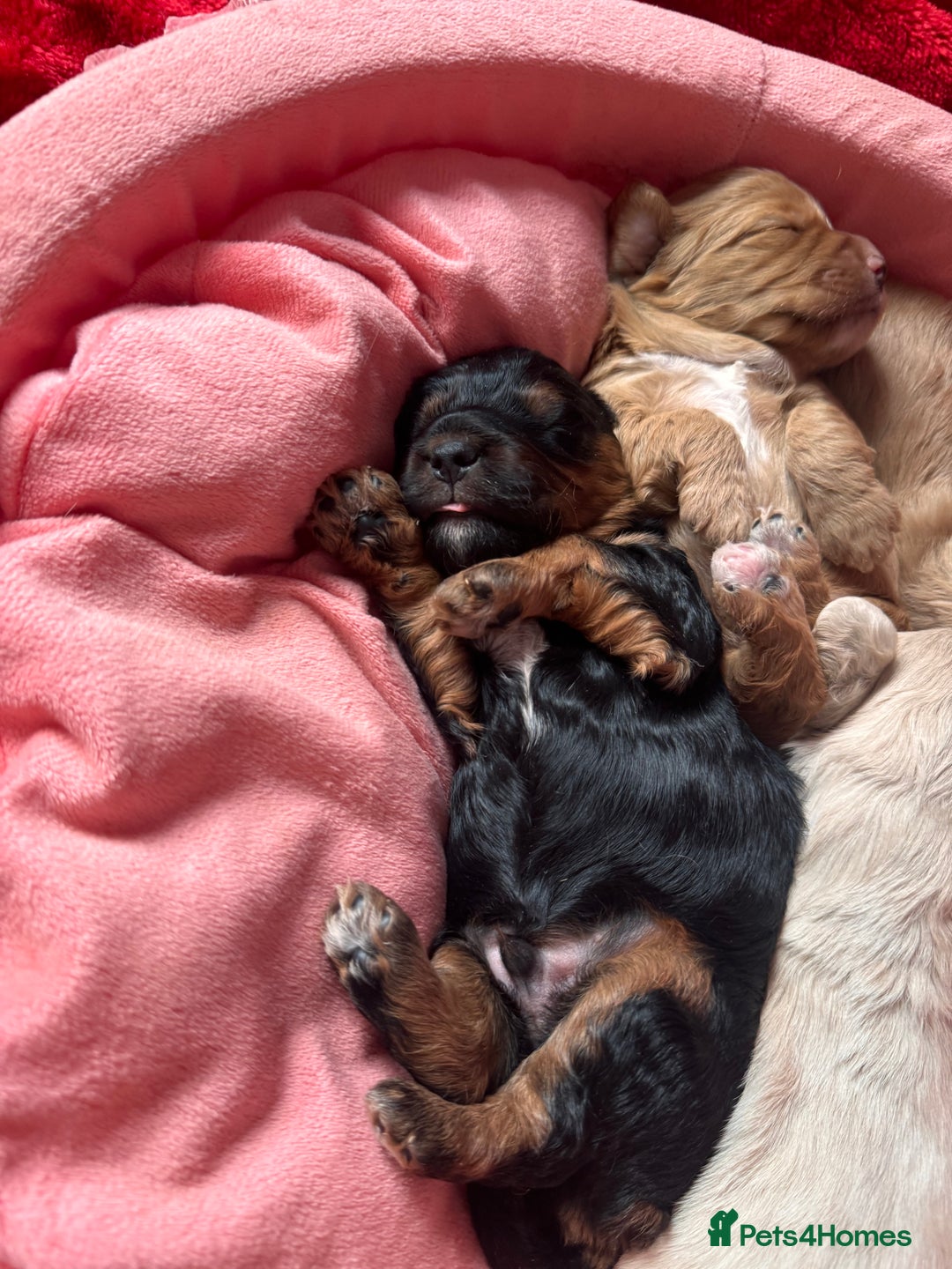Cockapoo dogs for sale: Stunning Cockapoo Puppies Health Tested  - Advert 12