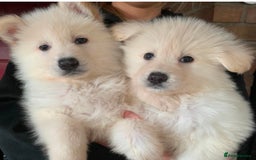 German Shepherd dogs for sale: German Shepherd Puppies - Image 1