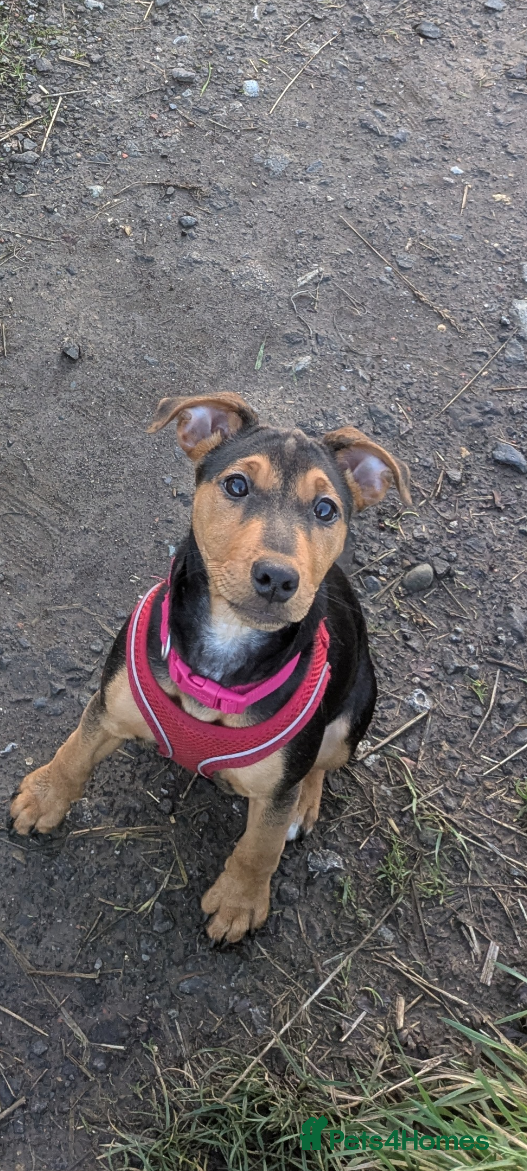 Patterjack dogs for sale: Rio ( terrier mix)  - Advert 3