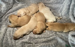 Labrador Retriever dogs for sale: Labrador pups full pedigree ready 22nd Dec - Image 3
