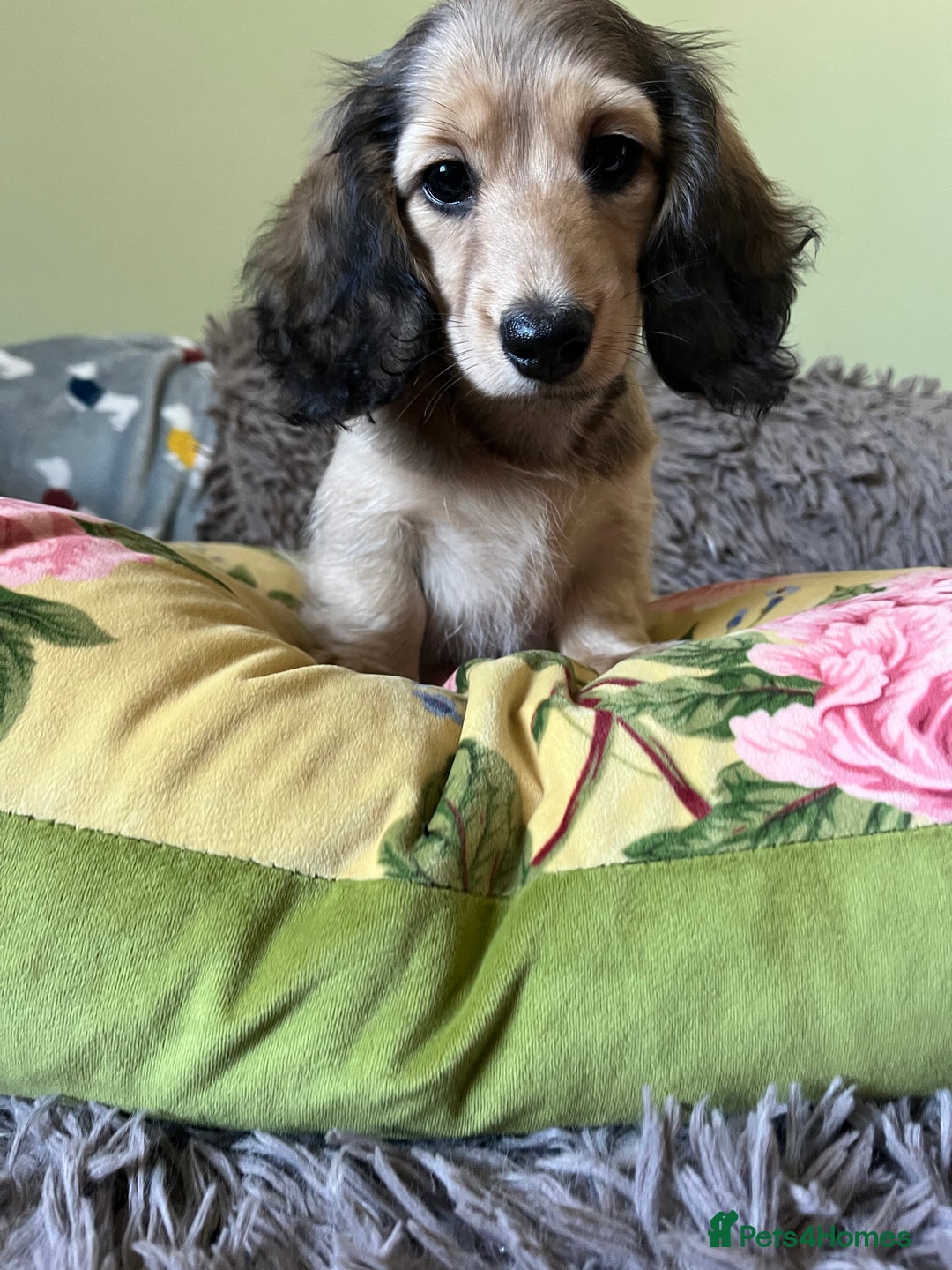 Miniature Dachshund dogs for sale: KCreg Mini Long Haired Dachshund LAST GIRL - Image 6