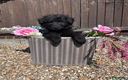 German Shepherd dogs for sale: Ready to go German Shepherd Alsatian puppies - Image 11