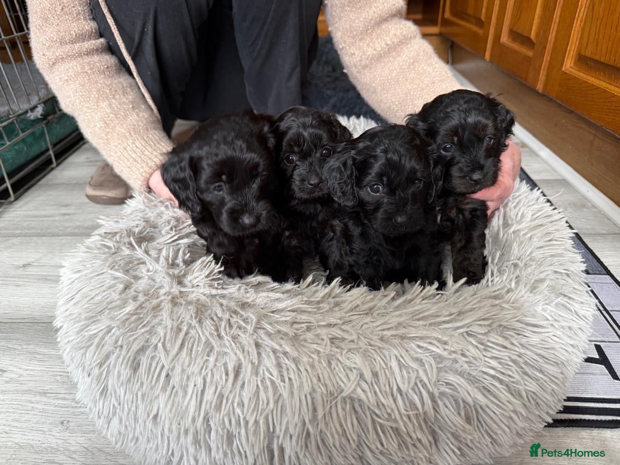 Cavapoo dogs for sale: Adorable F1 Cavapoo Puppies - Advert 6