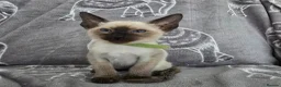 Siamese cats for sale: Adorable siamese kittens - Advert 8