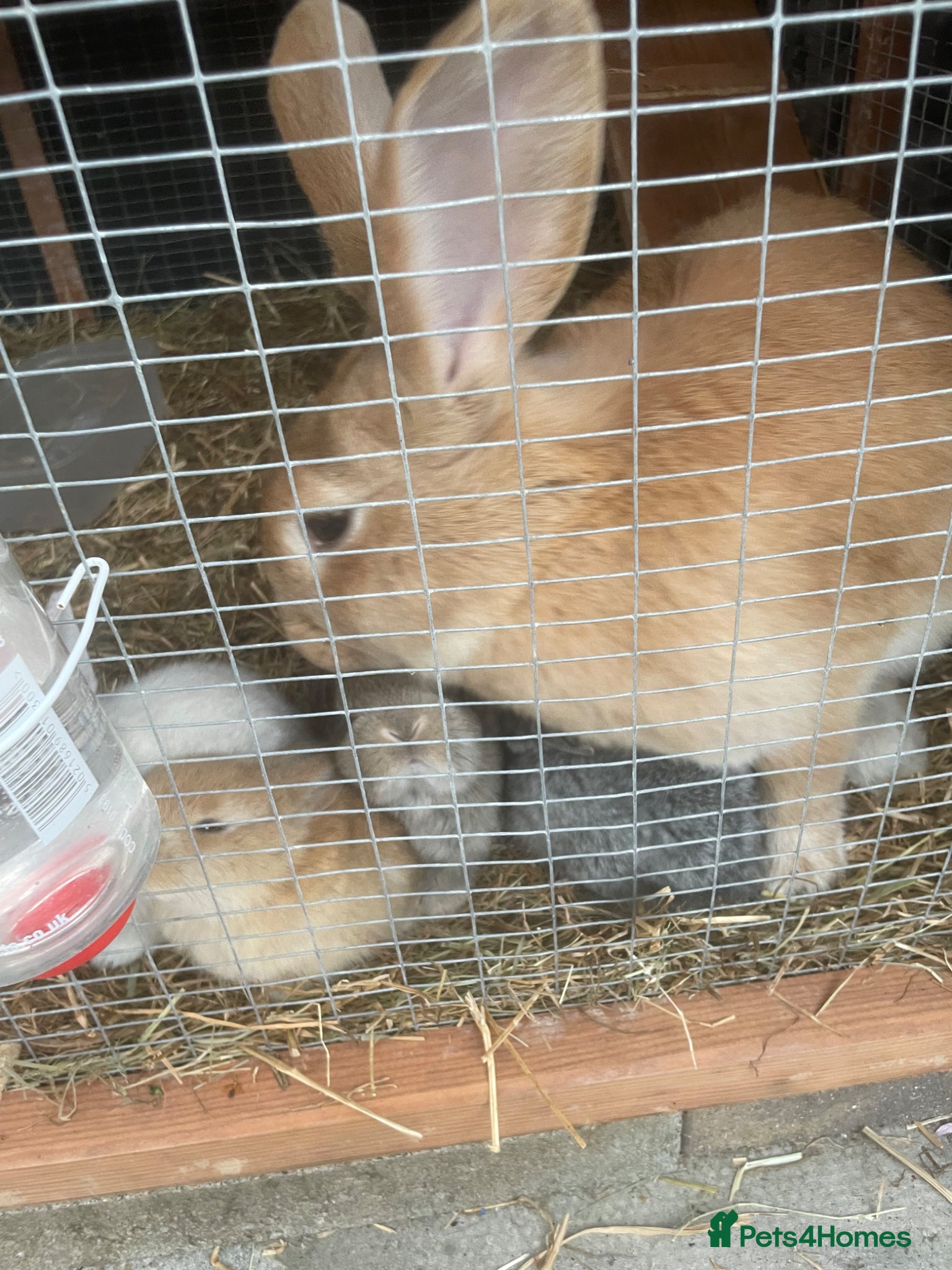 Mixed Breed rabbits Giant rabbits  - Advert 4