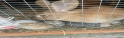 Mixed Breed rabbits for sale: Giant rabbits  in Merthyr Tydfil - Advert 1