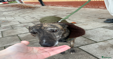 Lurcher dogs - Advert 15