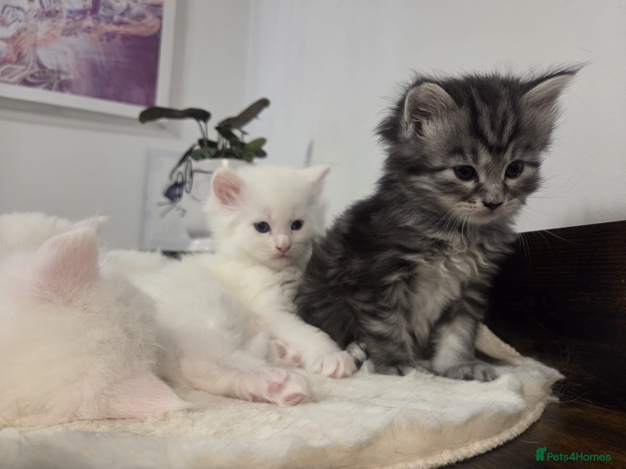 Maine Coon cats 3 Maine Coon kittens, 1 girl, 2 boys - Advert 1