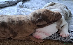 American Bulldog dogs for sale: Chunky American Bulldog Pups - Image 3