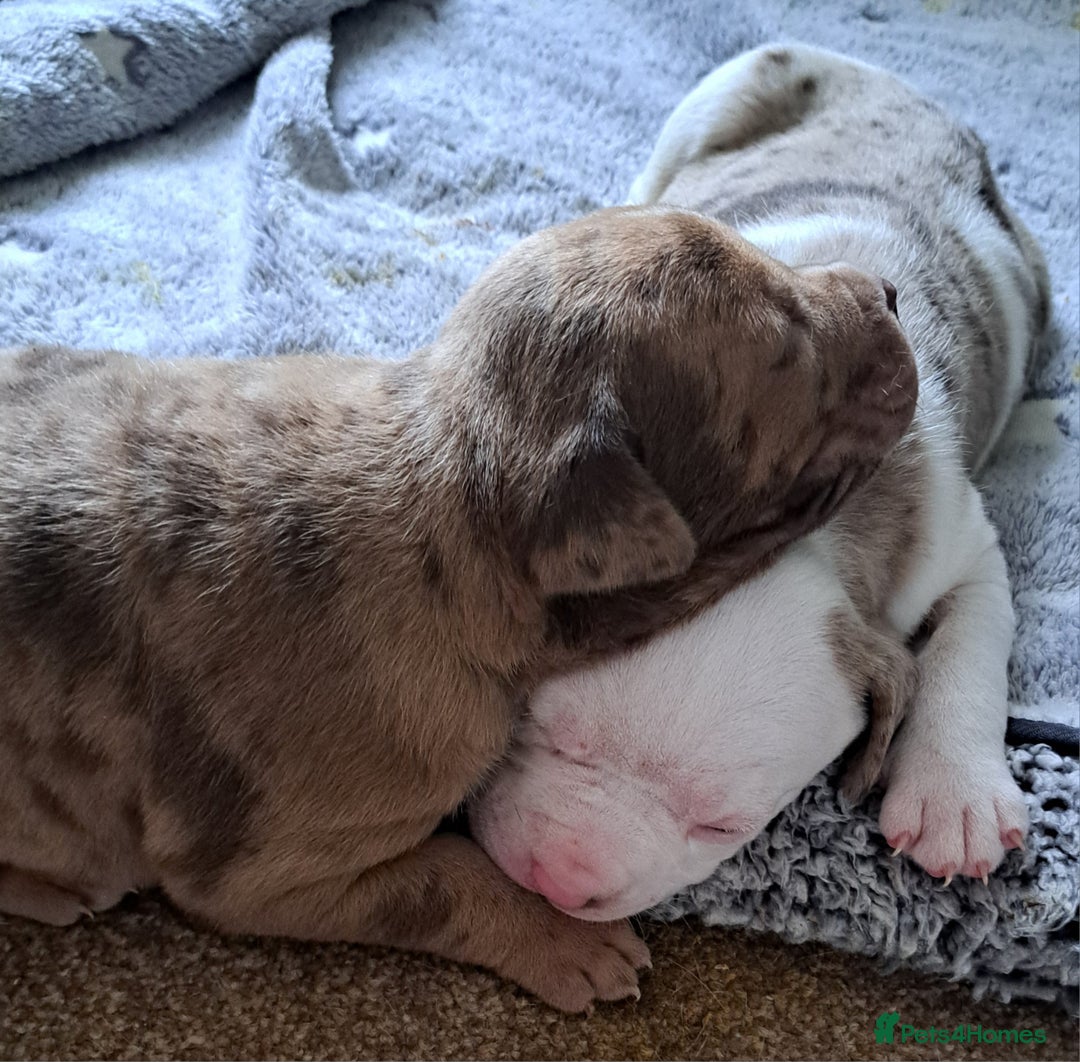 American Bulldog dogs for sale: Chunky American Bulldog Pups - Image 3