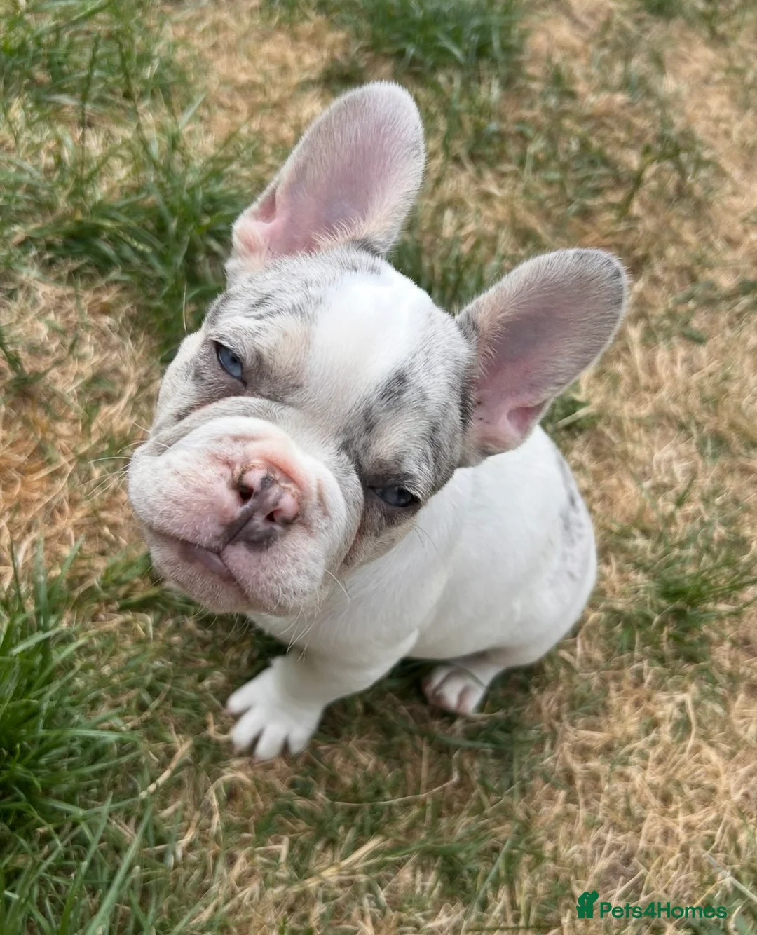 French Bulldog dogs for sale: Fully vaccinated DWKC French bulldog puppies  - Advert 1