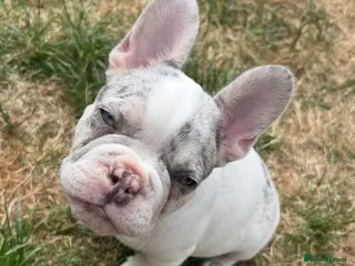 French Bulldog dogs Fully vaccinated DWKC French bulldog puppies - Advert 5