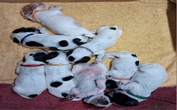 Cocker Spaniel dogs for sale: Gorgeous show cocker spaniel puppies - Image 2