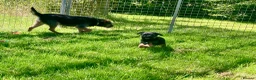 Border Terrier dogs for sale: Border Terrier female puppy - Advert 5