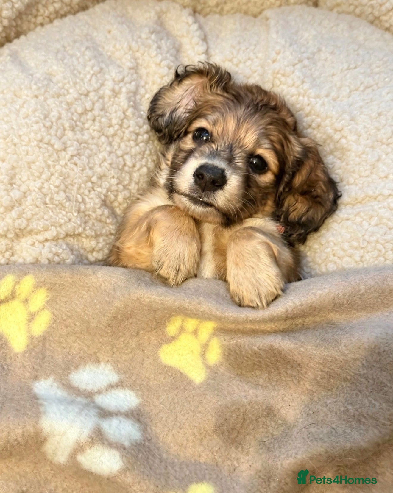 Miniature Dachshund dogs KC Registered Cream Miniature Dachshund Puppies🐶 - Advert 2