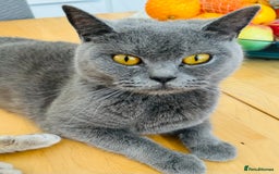 British Shorthair cats for sale: Purebred British Shorthair Grey Stripe Kittens - Image 28