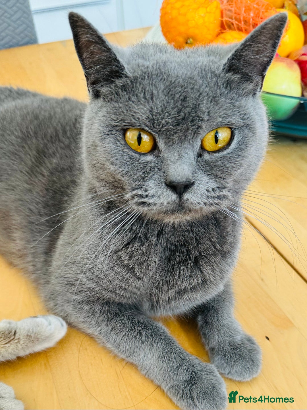 British Shorthair cats for sale: Purebred British Shorthair Grey Stripe Kittens - Image 28