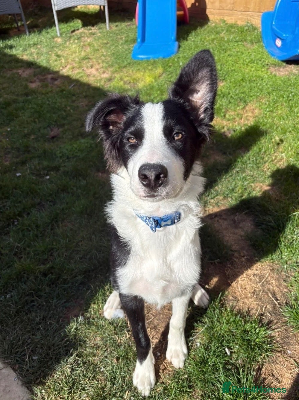 Border Collie dogs Cooper 7months old  - Advert 15