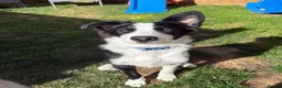Border Collie dogs for sale: Cooper 7months old  in Par - Advert 1