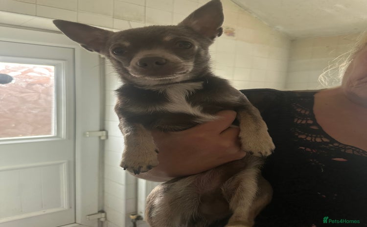 Chihuahua dogs - Advert 10