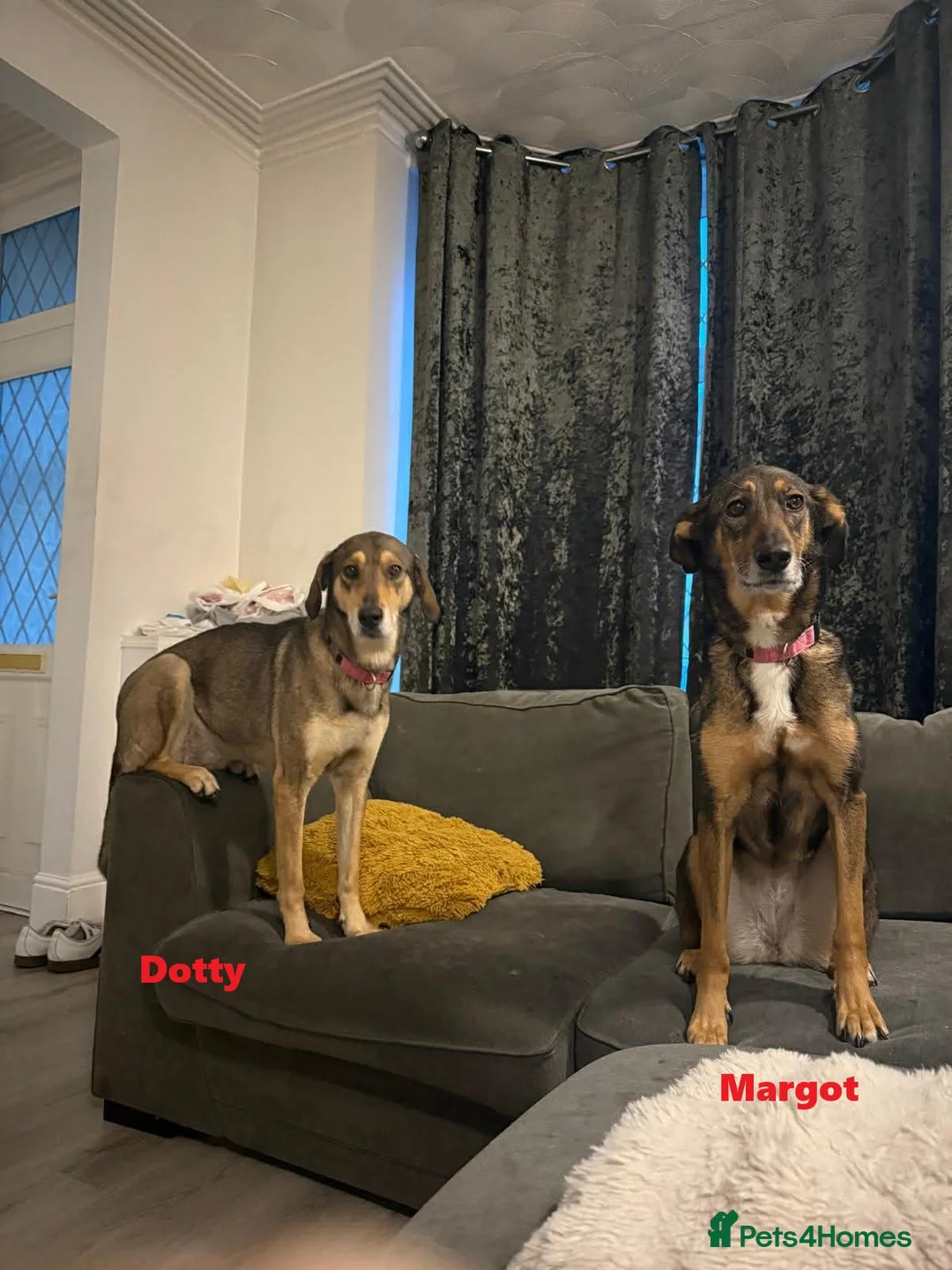 Mixed Breed dogs for adoption: MARGOT – 9 years old, Female, Mixed Breed - Advert 5