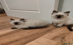 Ragdoll cats for sale: Adorable Ragdoll Kitten ready now - Image 7