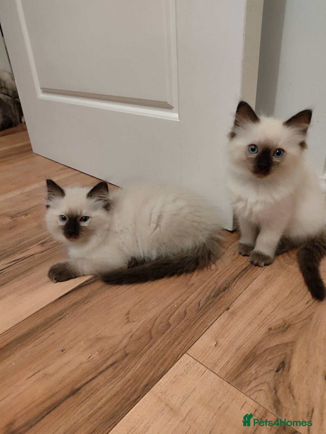Ragdoll cats for sale: Adorable Ragdoll Kitten ready now - Image 7