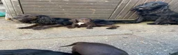 Sprocker dogs for sale: Sprocker pups - Advert 5