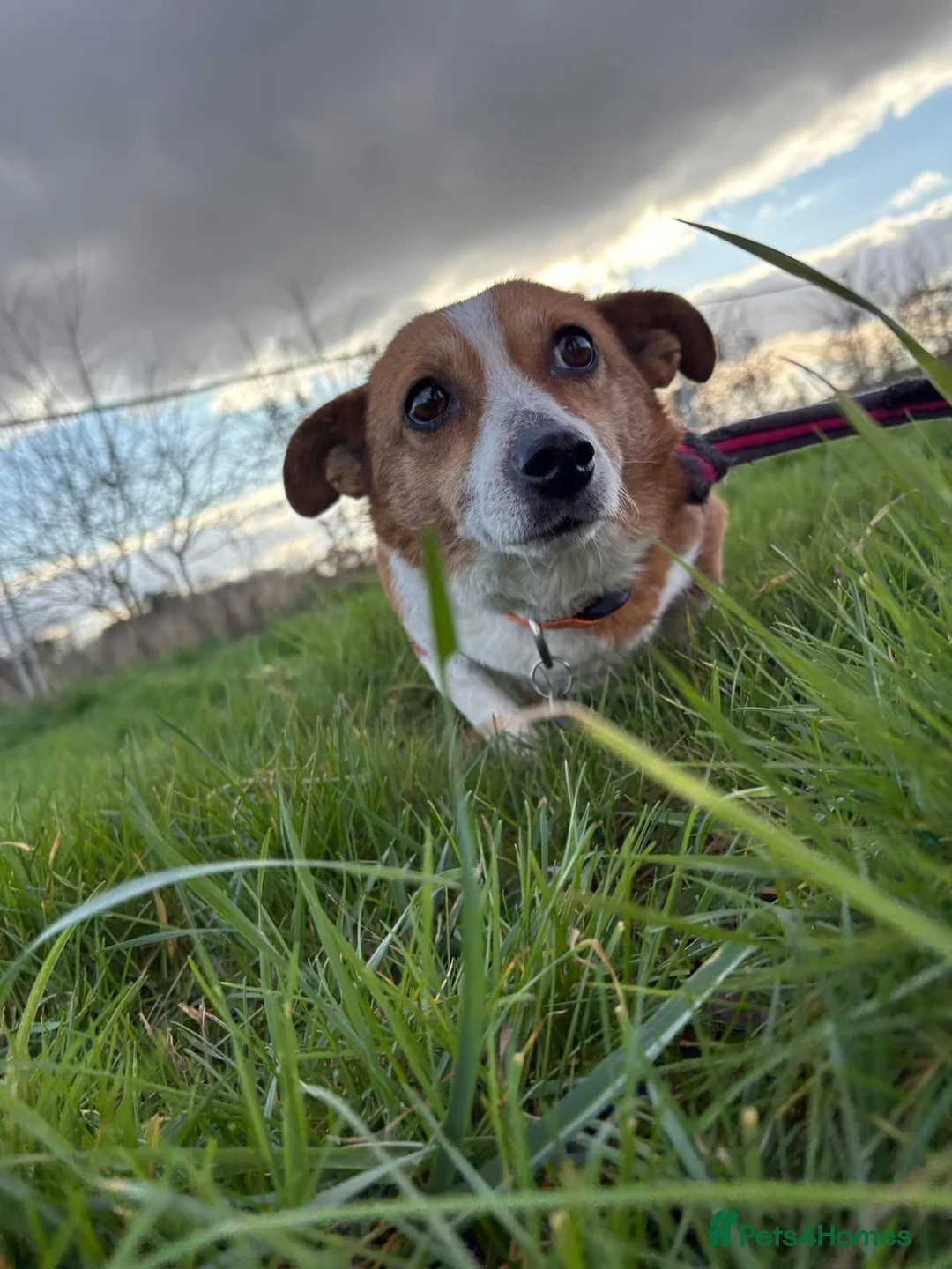 Mixed Breed dogs for adoption: Polly - Norwich Norfolk  - Advert 33