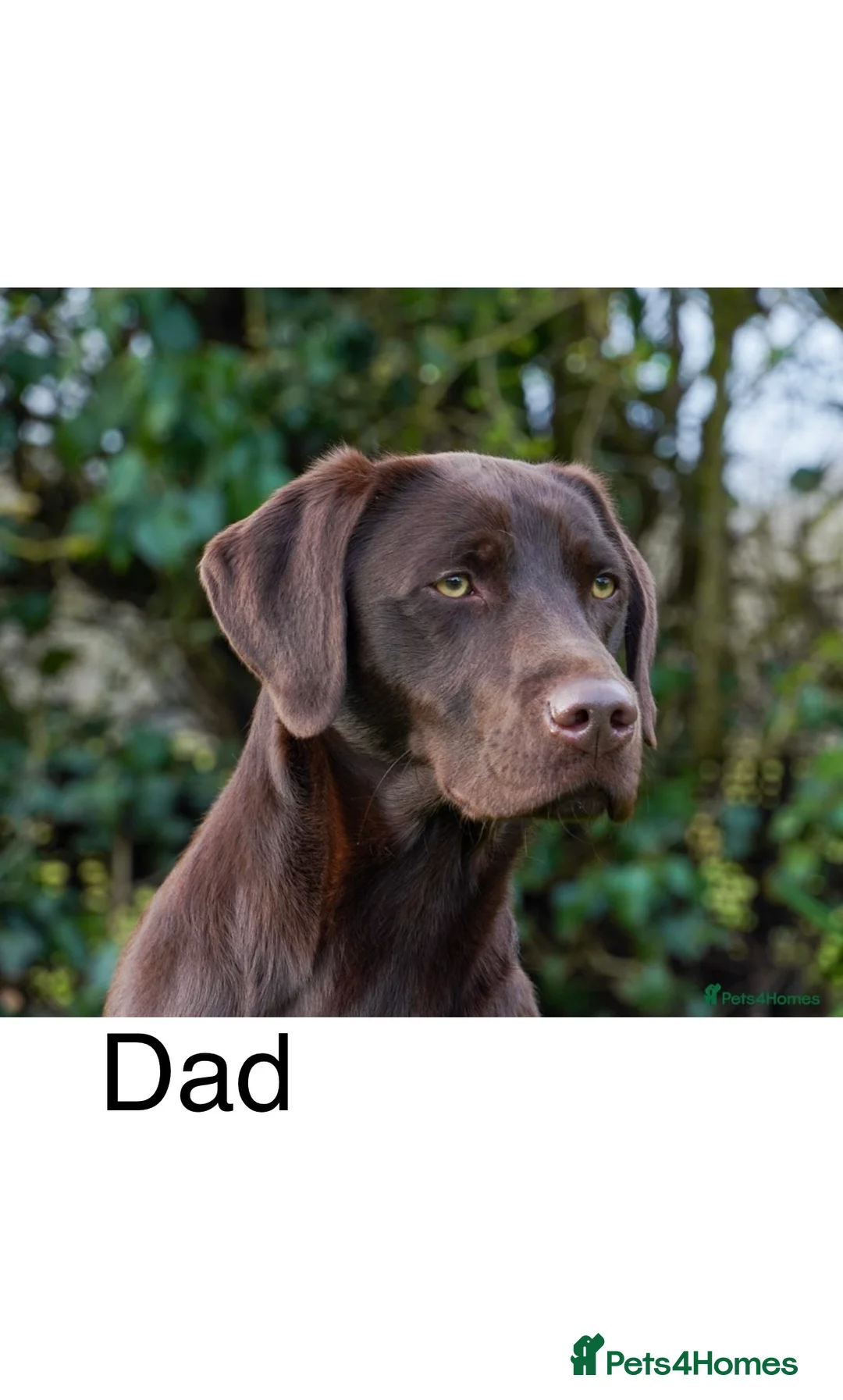 Labrador Retriever dogs for sale: 8 high quality game chocolate Labrador’s - Advert 3