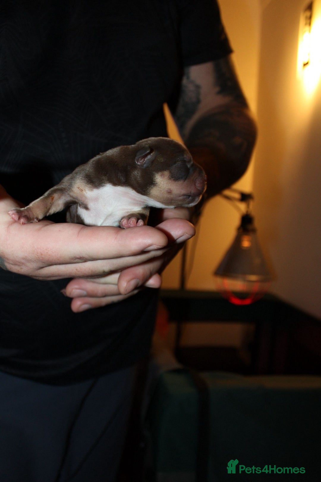 American Bully dogs for sale: ABKC best bloodline Ready to go Pocket Bully  - Advert 13