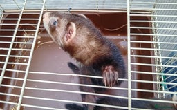 Ferret rodents for sale: EUX ferrets - Image 3