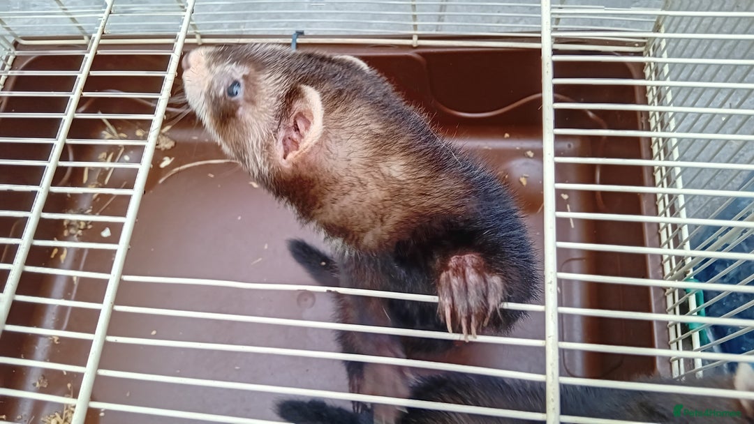 Ferret rodents for sale: EUX ferrets - Image 3