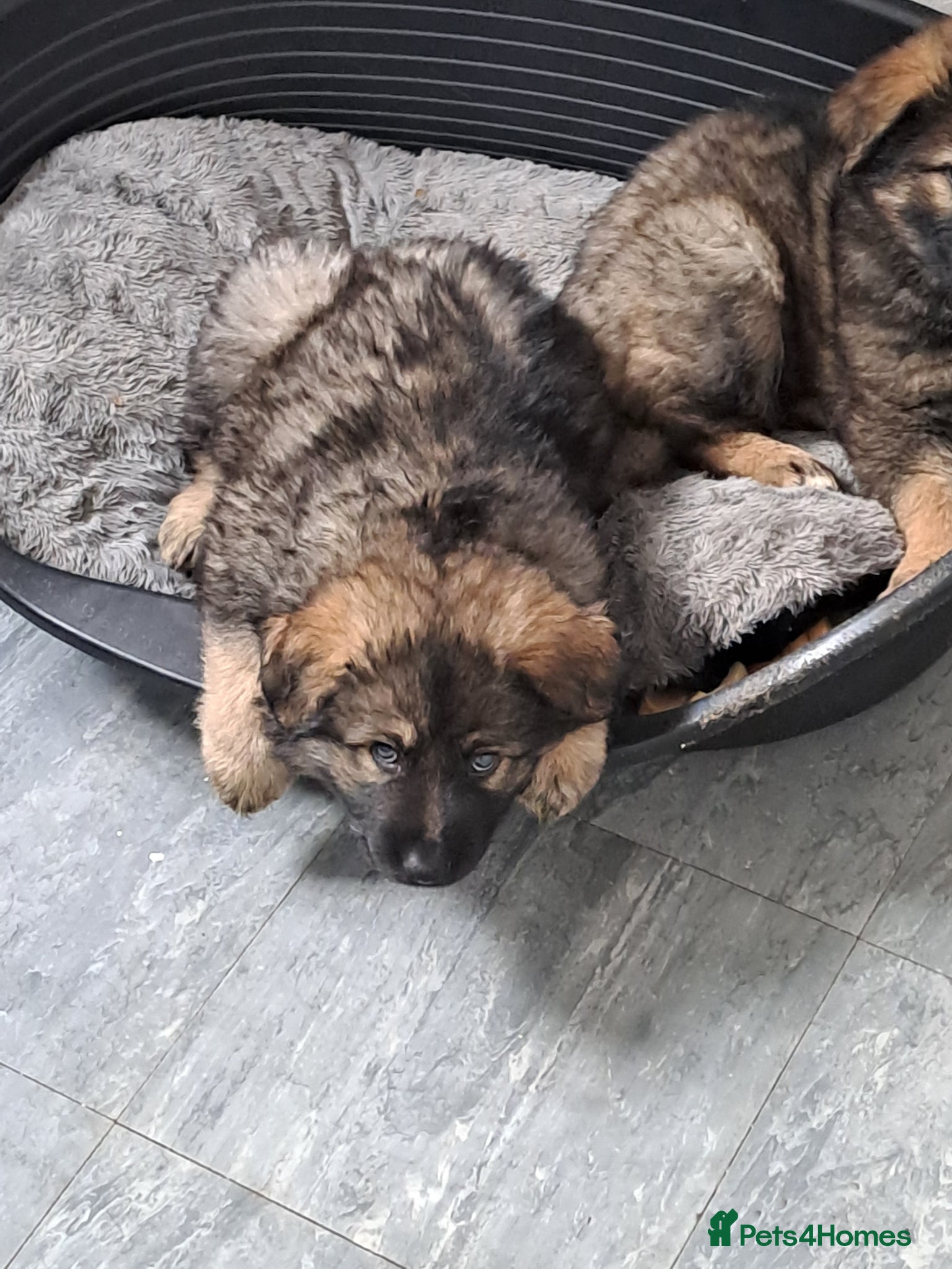 German Shepherd dogs German Shepherd straight back working line  - Advert 10