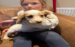 Cocker Spaniel dogs for sale: Cocker Spaniel Puppies - Image 5