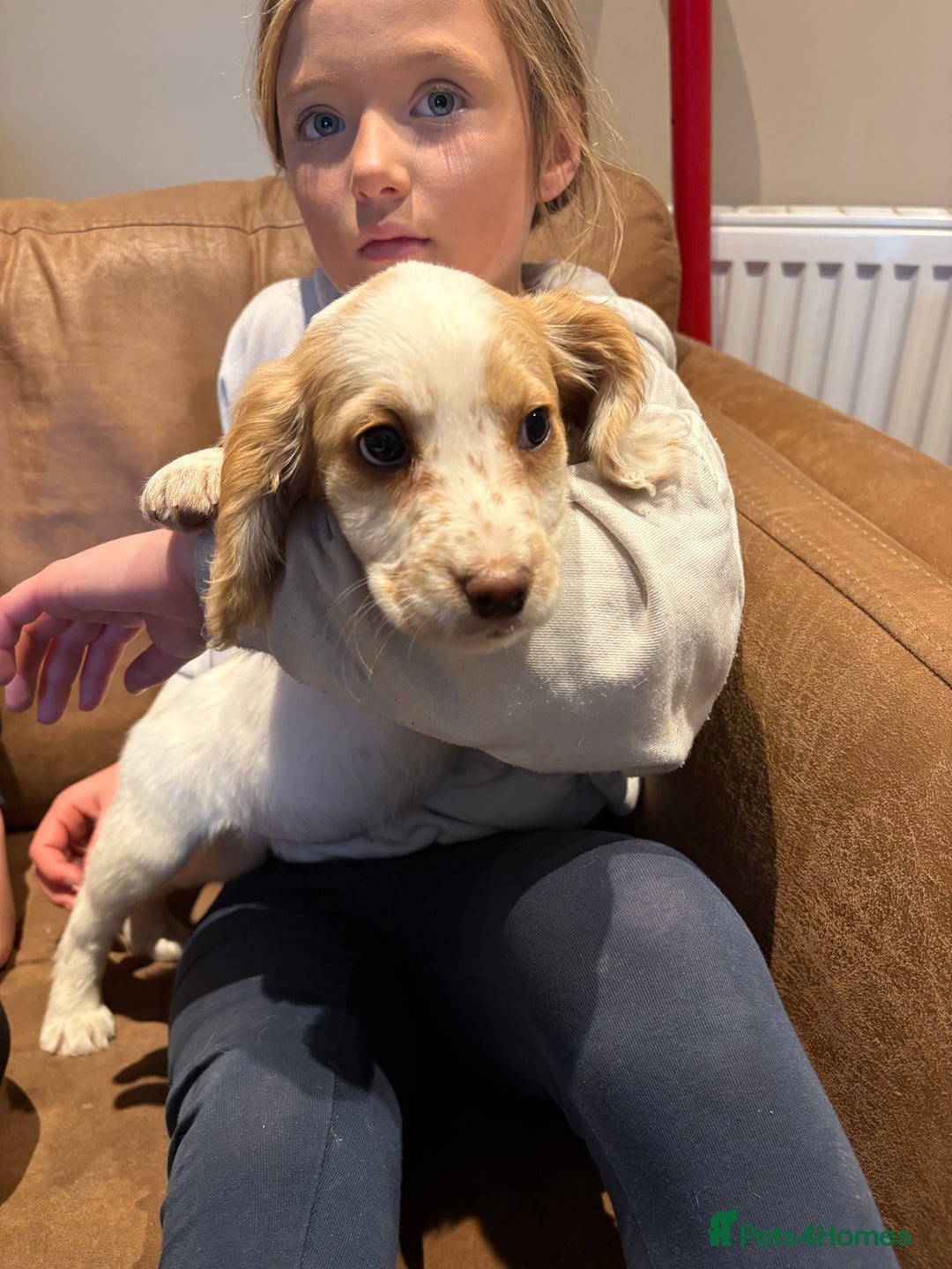 Cocker Spaniel dogs for sale: Cocker Spaniel Puppies - Image 5