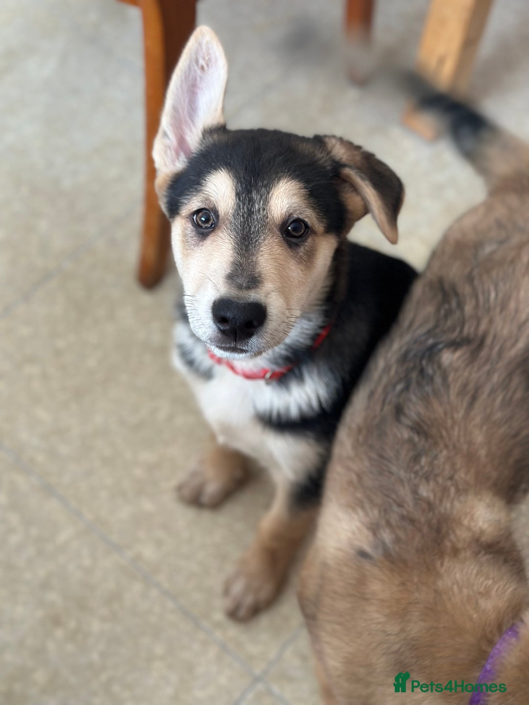 Mixed Breed dogs for sale: Gorgeous pups  - Advert 1