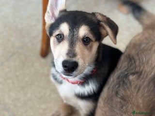 Mixed Breed dogs Gorgeous pups - Advert 1