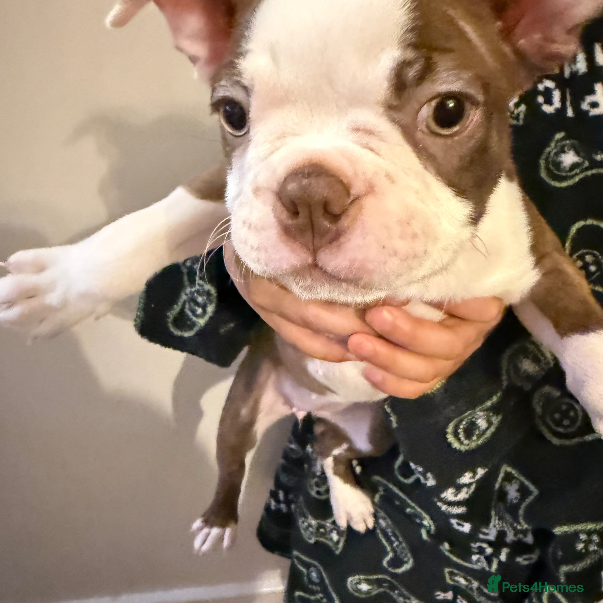 Boston Terrier dogs KC registered Boston Terrier ready now  - Advert 3
