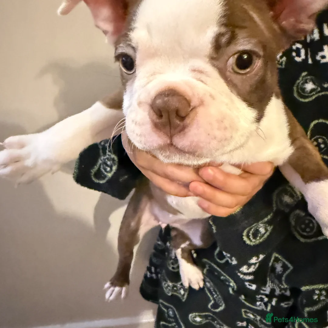 Boston Terrier dogs for sale: KC registered Boston Terrier ready now  - Advert 3