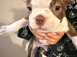 Boston Terrier dogs KC registered Boston Terrier ready now - Advert 3