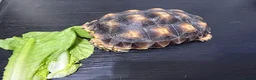 Tortoise reptiles for sale: Sulcata tortoise - Advert 4