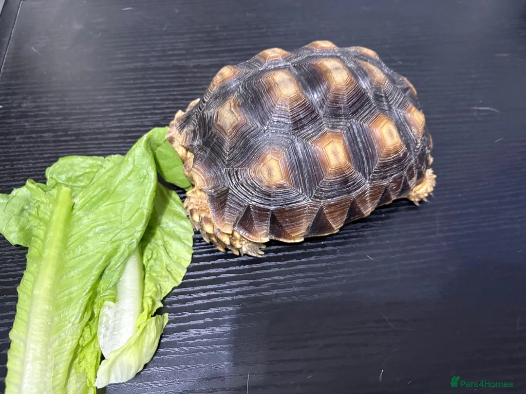 Tortoise reptiles for sale: Sulcata tortoise - Advert 4