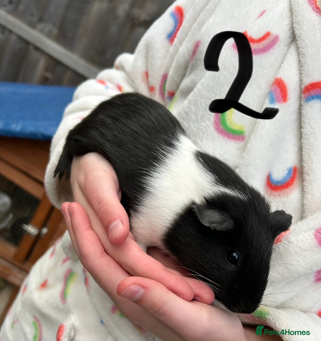 Guinea Pig rodents for sale: Boars Only 1 pair left now!  - Image 2