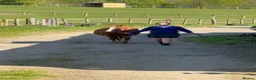 Welsh Section A horses for sale: Beautiful 12.2hh mare  in Shaftesbury - Advert 5