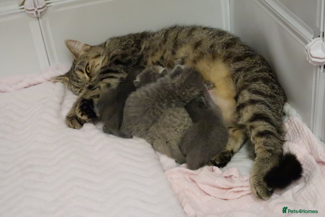 British Shorthair cats for sale: Solid Blue & Blue Golden Spotted Tabby Kittens - Image 17